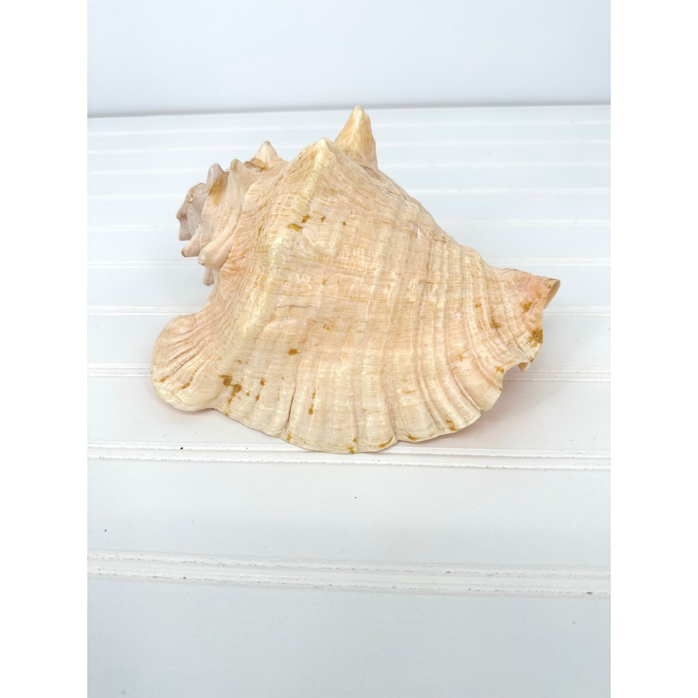 Natural Queen Conch Shell Sea Shell Decor Coastal Large 7" Nautical Beach Horned
